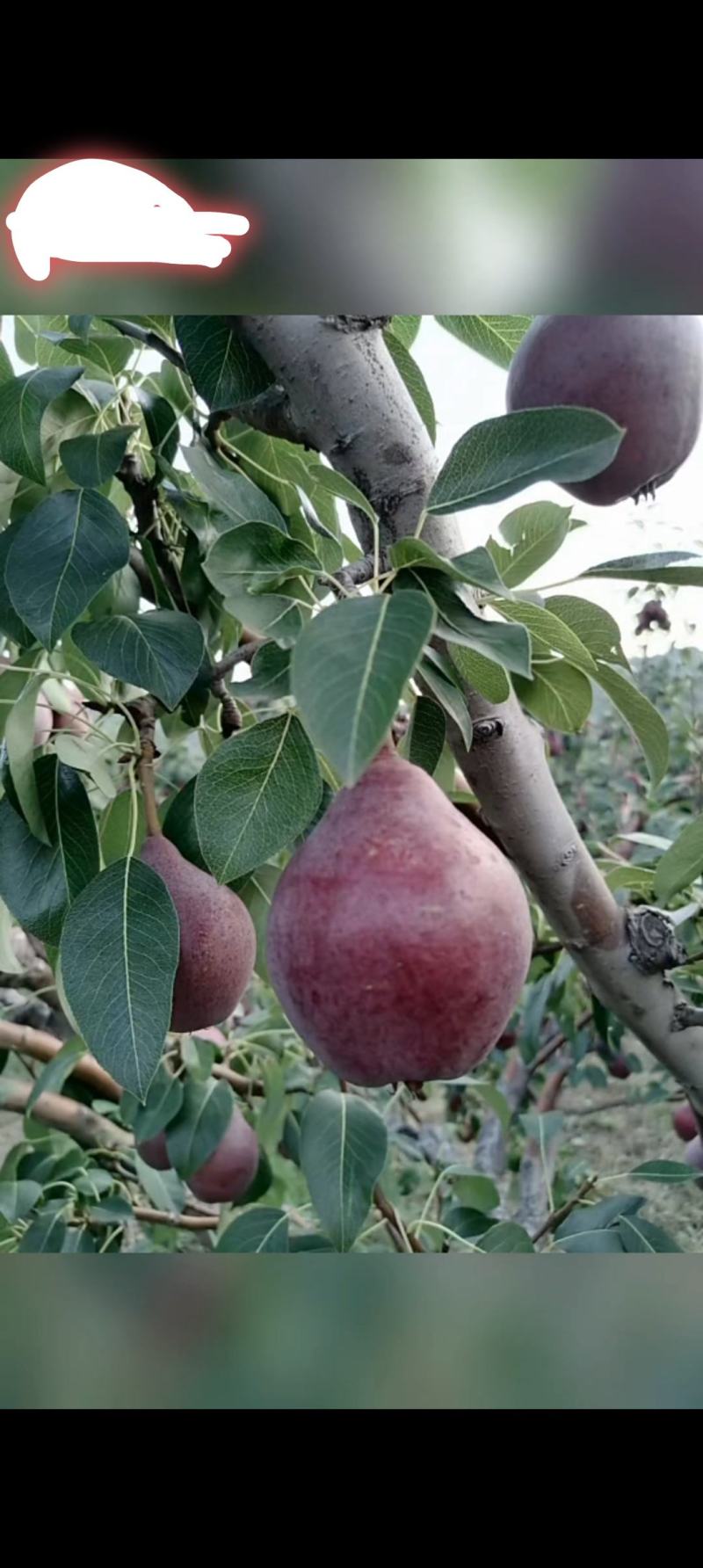 红巴梨🍐