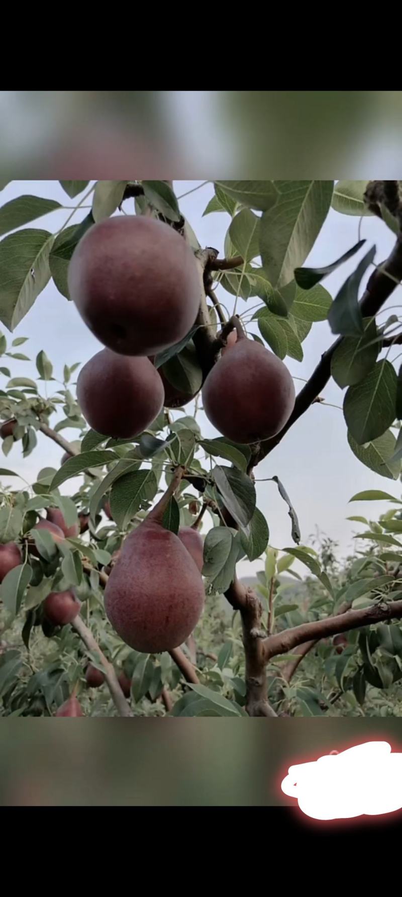 红巴梨🍐