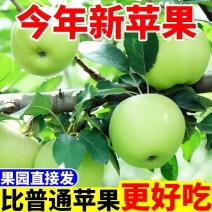 青苹果，河南青苹果，头茬，可一件代发，团购，批发。