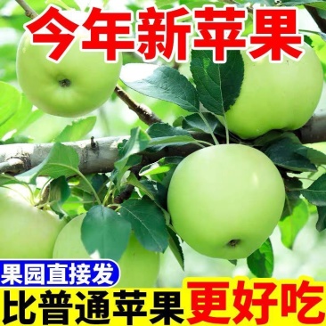青苹果，河南青苹果，头茬，可一件代发，团购，批发。