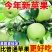 青苹果，河南青苹果，头茬，可一件代发，团购，批发。