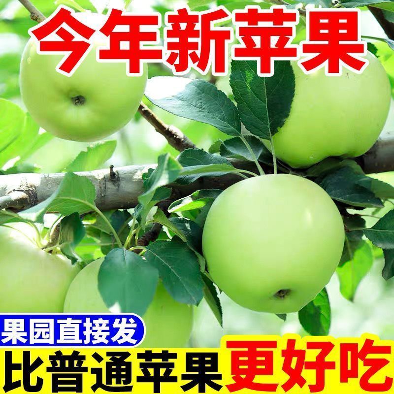 青苹果，河南青苹果，头茬，可一件代发，团购，批发。