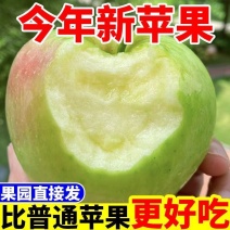 青苹果，可一件代发，团购，批发，