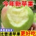 青苹果，可一件代发，团购，批发，