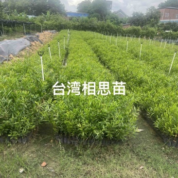 台湾相思苗
