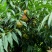 连平鹰嘴水蜜桃
