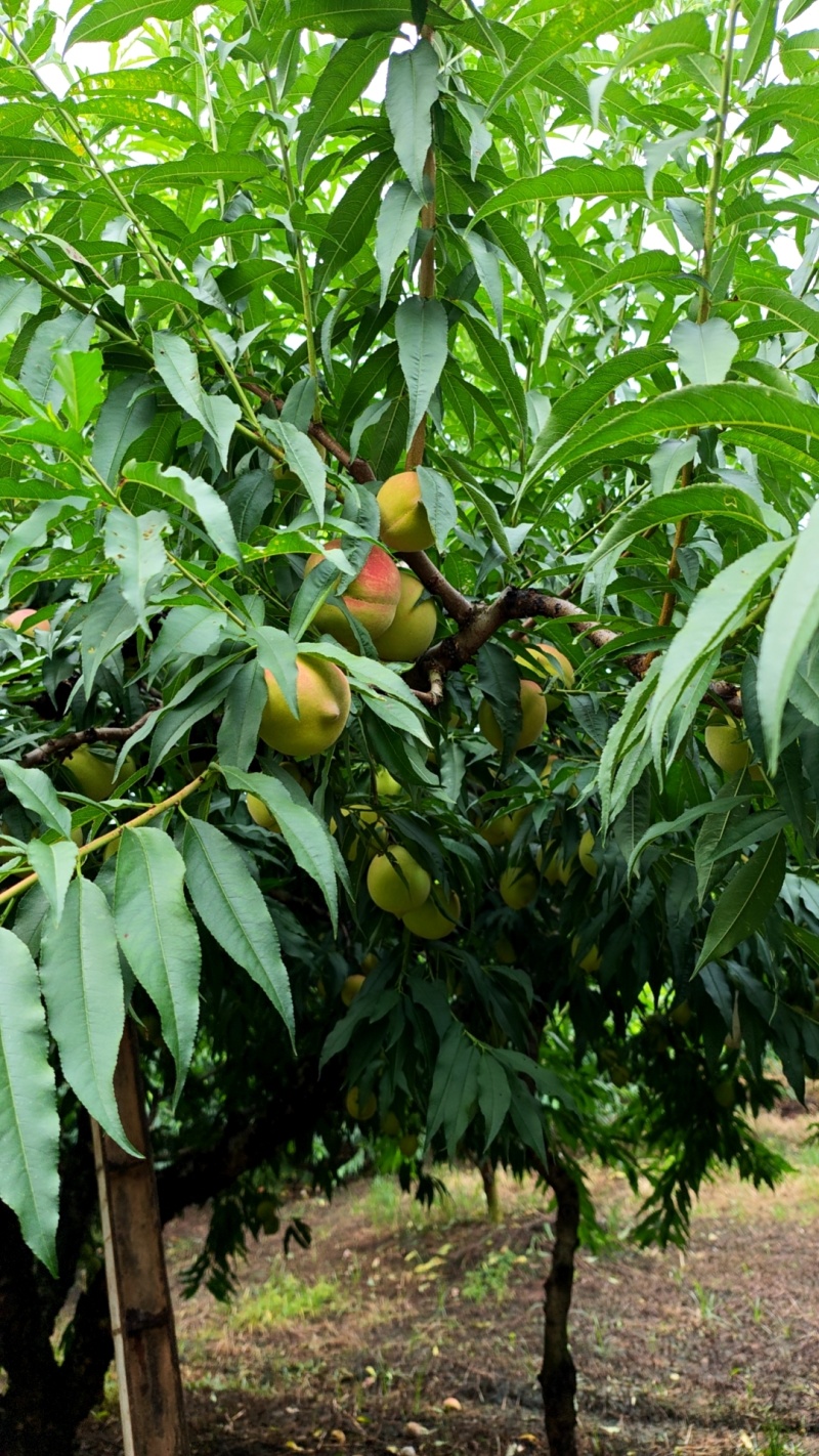 连平鹰嘴水蜜桃