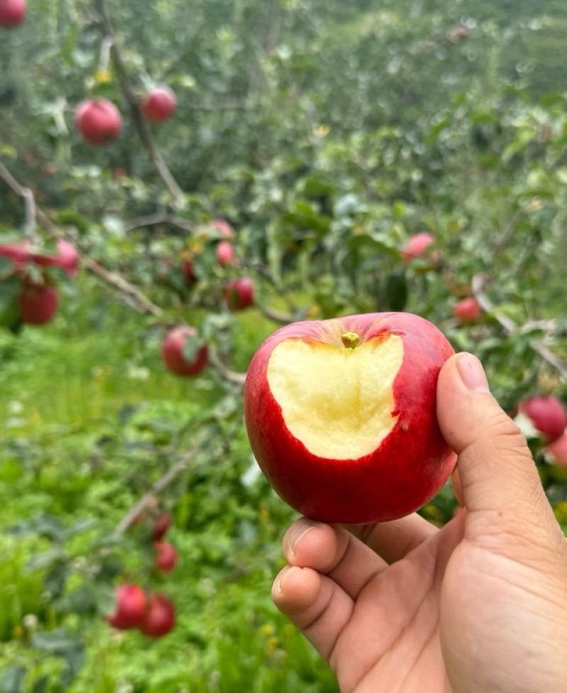 昆明市团结乡早熟华硕脆苹果