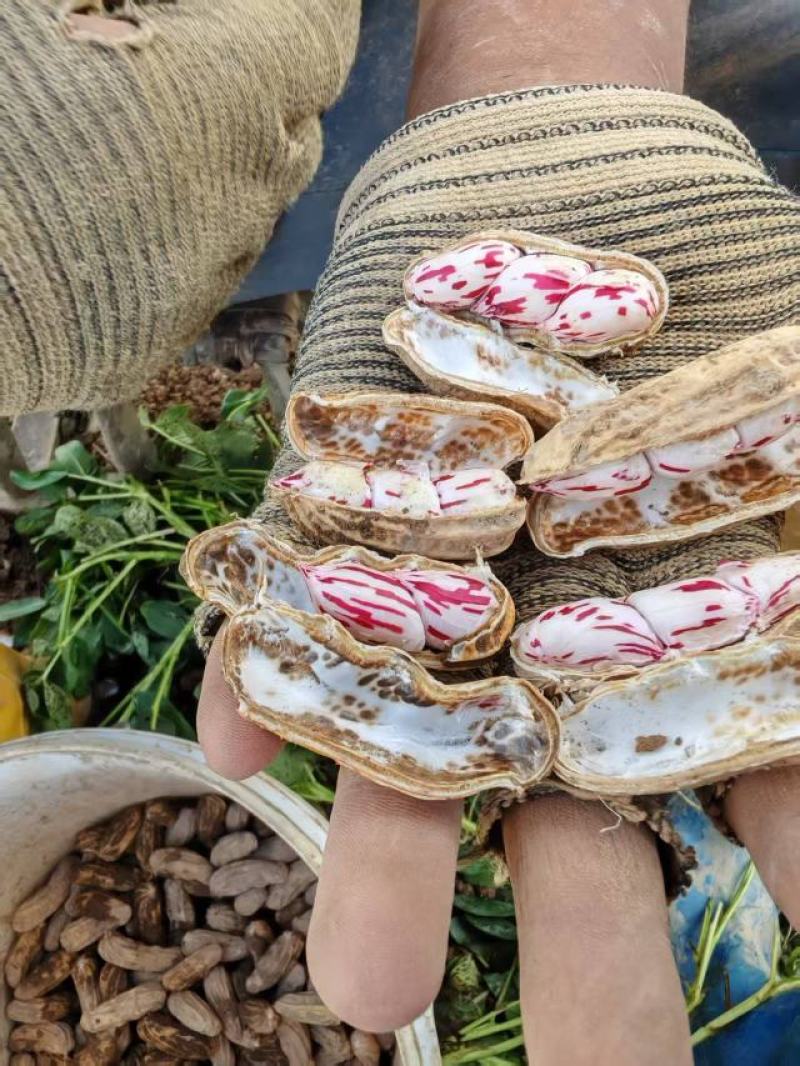 云南七彩花生，黑花生