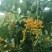 金雀花