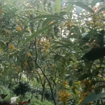 金雀花
