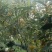 金雀花