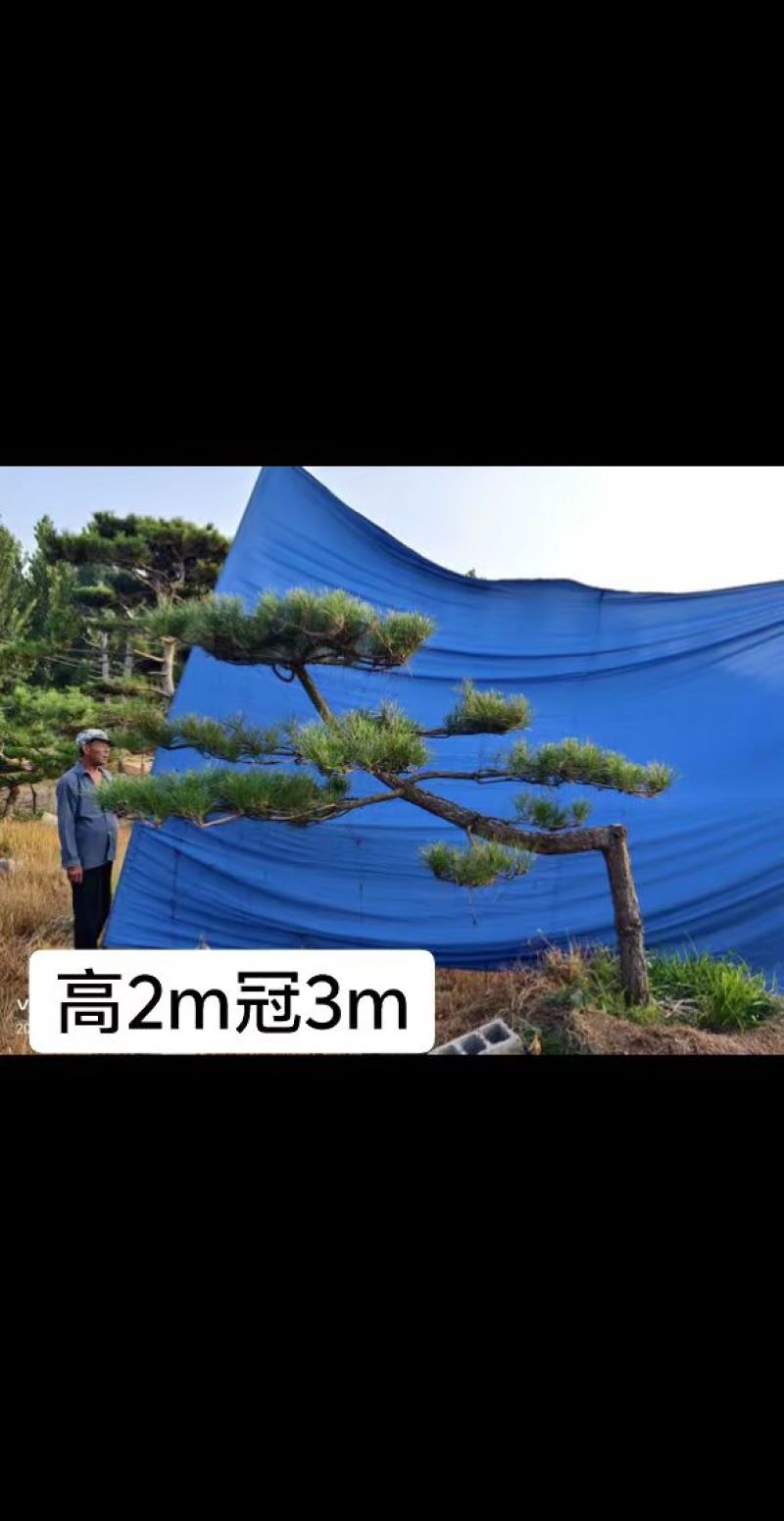 造型松树