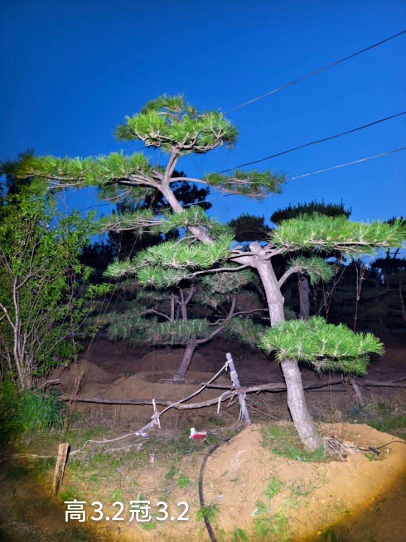 造型松树