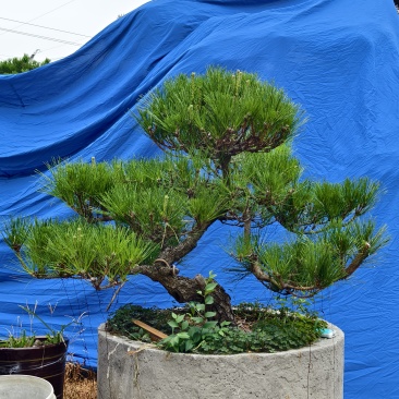 造型松树