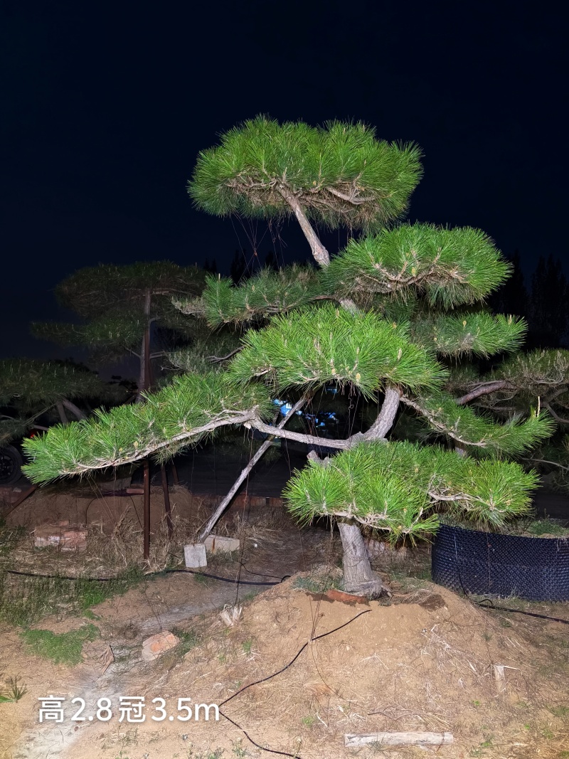 造型松树