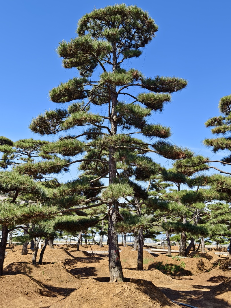 造型松树