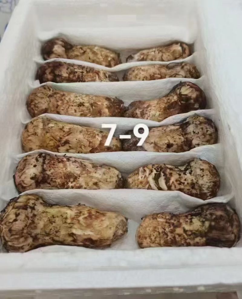 中国松茸之乡雅江松茸