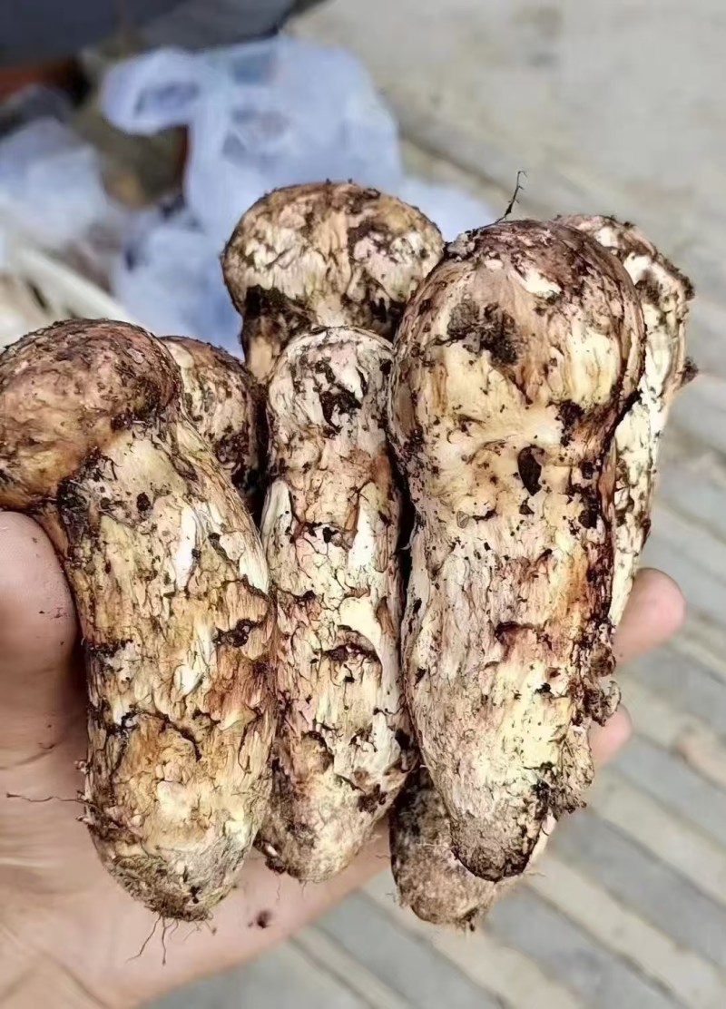 中国松茸之乡雅江松茸