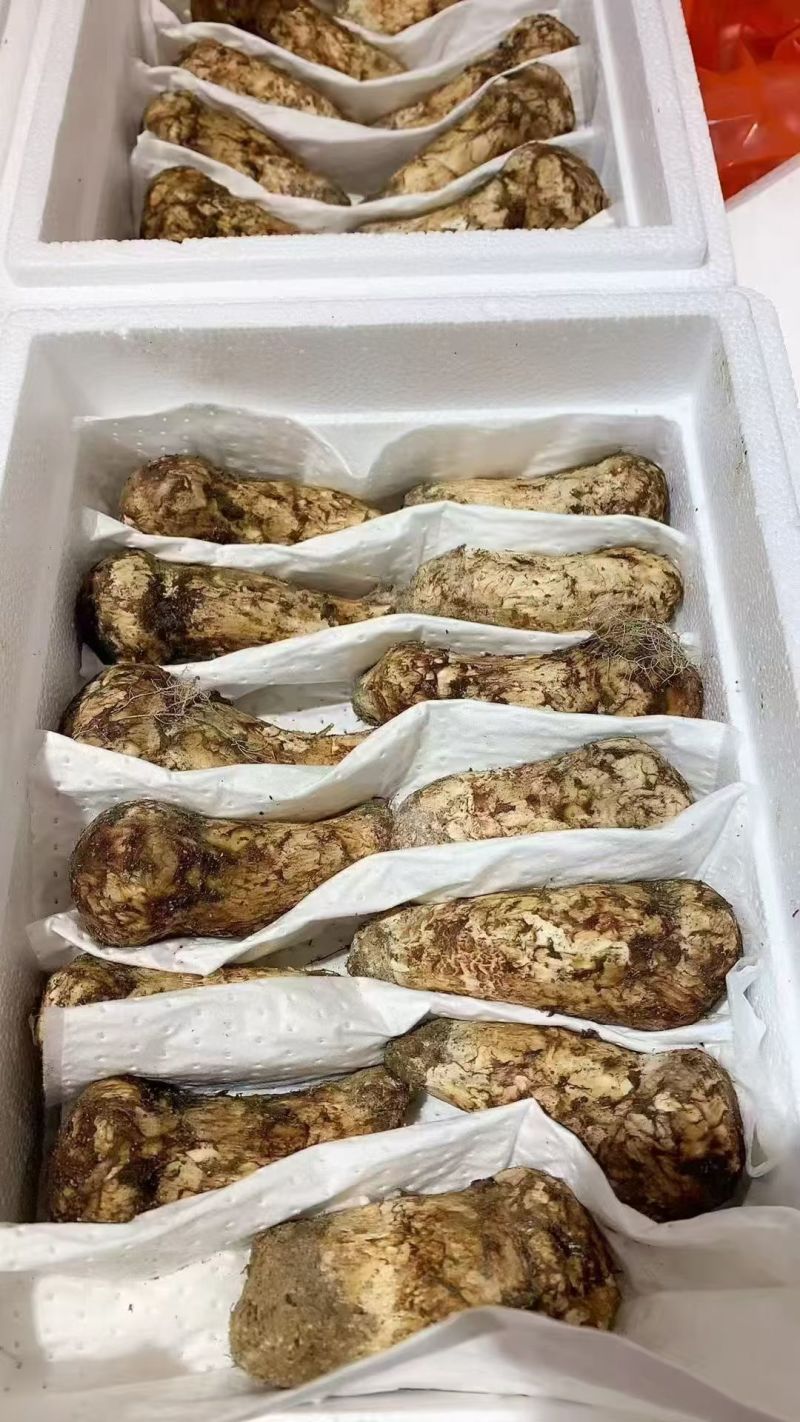 中国松茸之乡雅江松茸