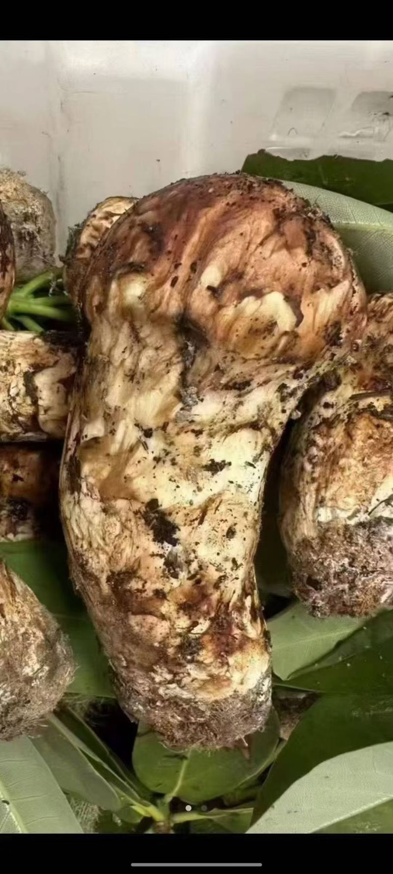 中国松茸之乡雅江松茸