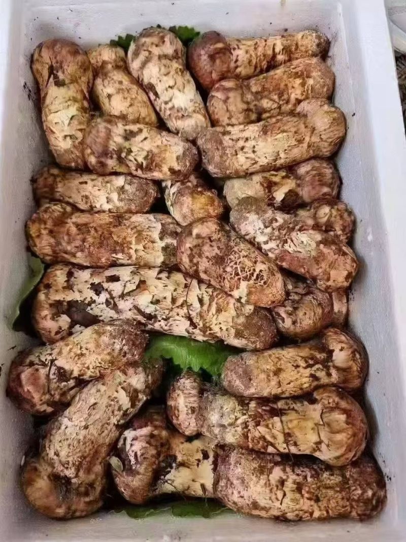 中国松茸之乡雅江松茸