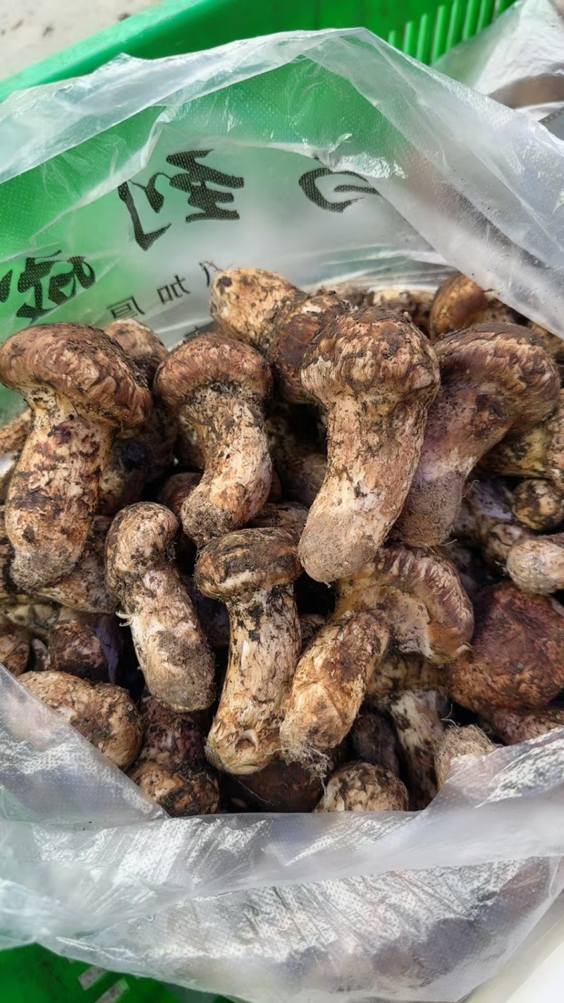 中国松茸之乡雅江松茸
