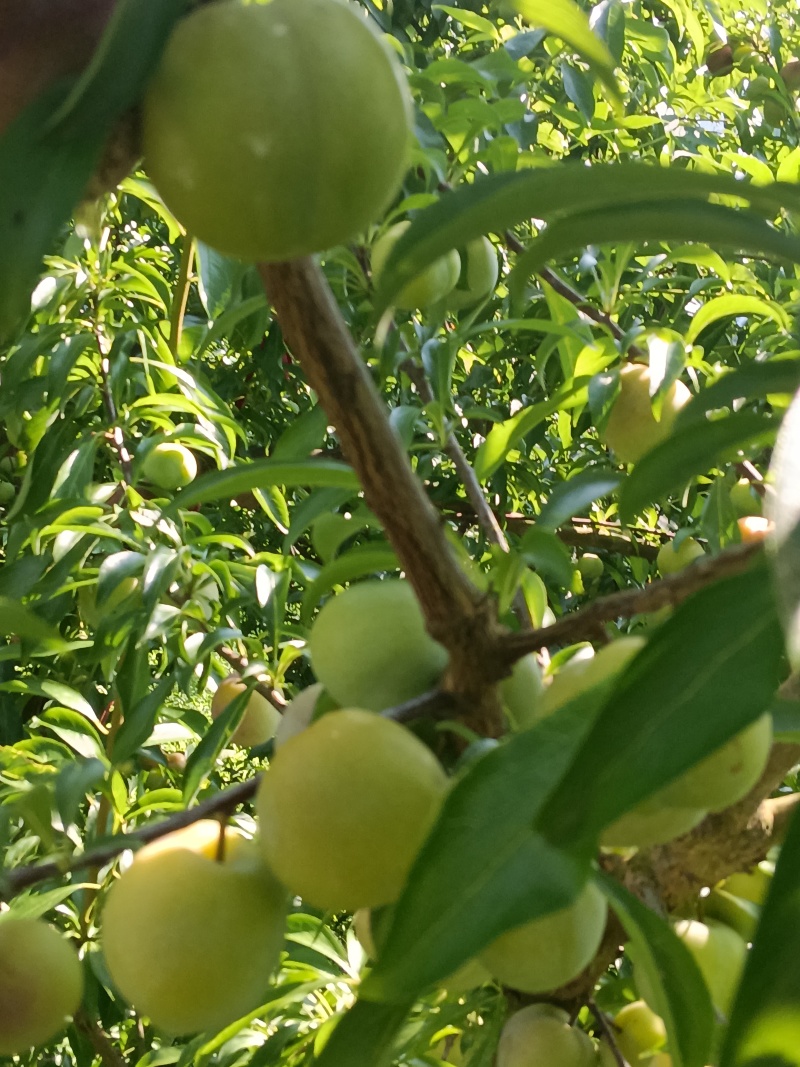 四川清脆李农户直发***********