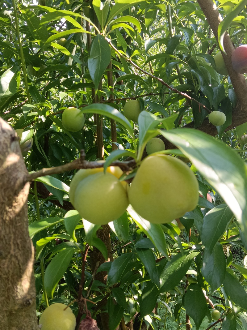 四川清脆李农户直发***********