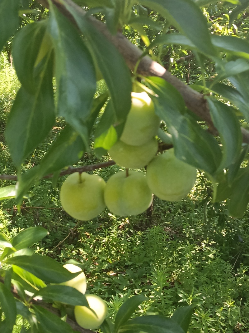 四川清脆李农户直发***********