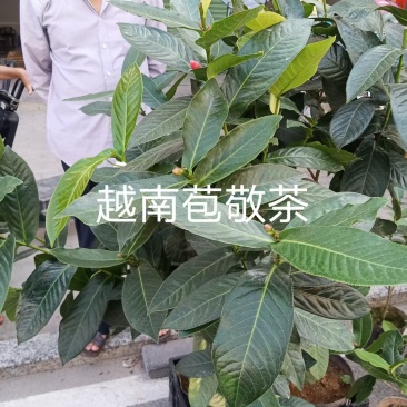 越南苞敬茶苗18杯