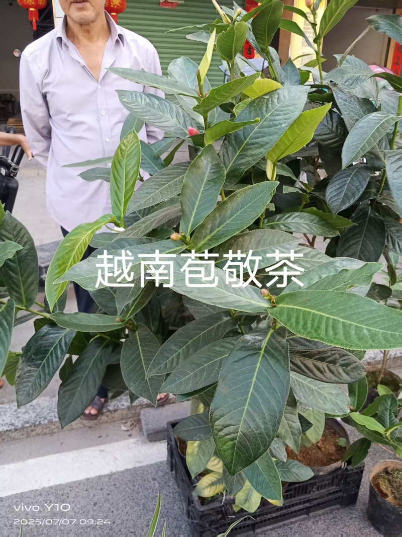 越南苞敬茶苗18杯