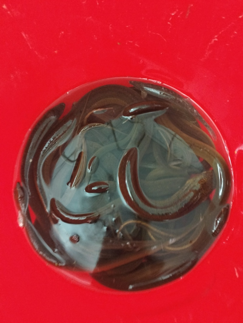 鳝鱼