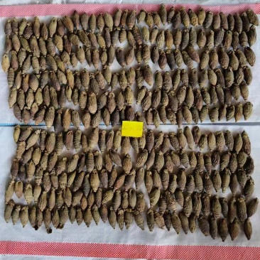 印尼槟榔180—190