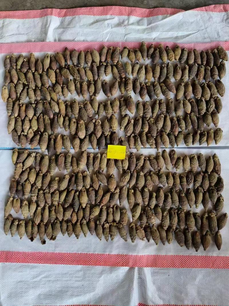 印尼槟榔180—190