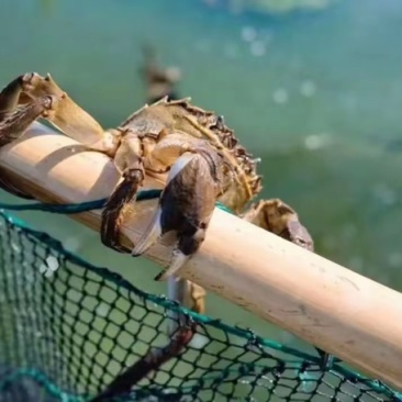 蟹农直发一手货源0中间商0贩子差价熟蟹18一斤活🦀
