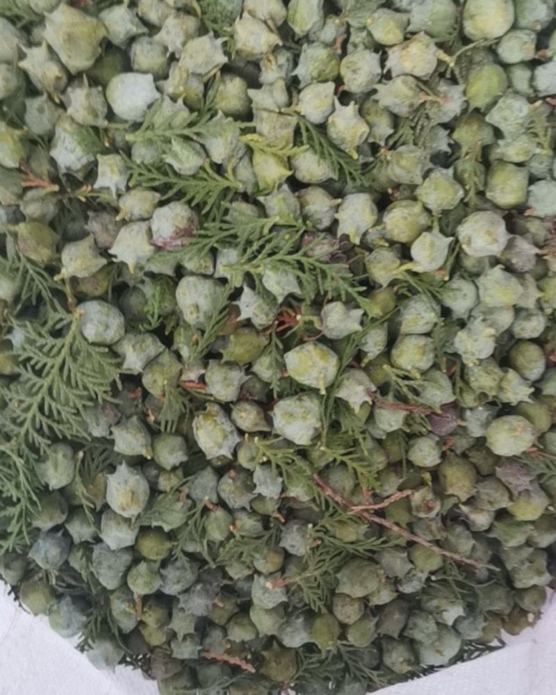 柏树果
