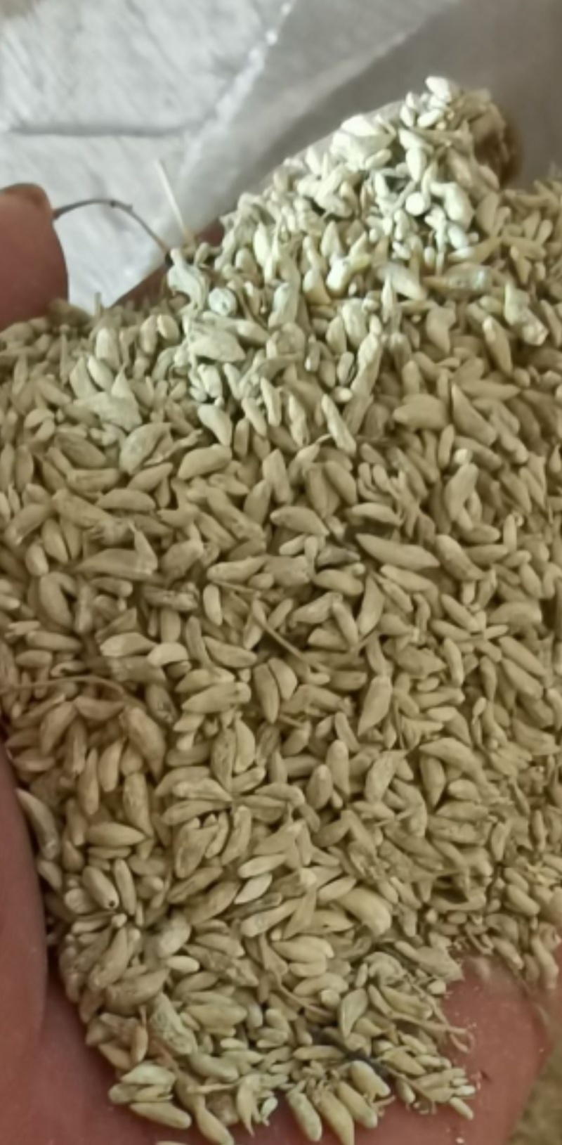 桂林全州金槐米