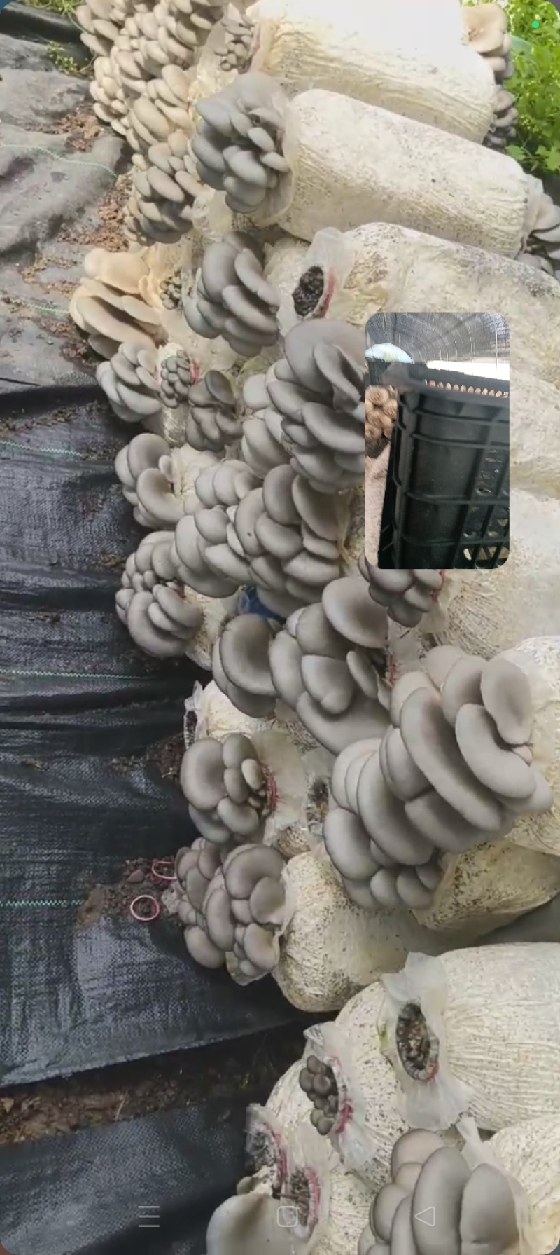 鲜平菇