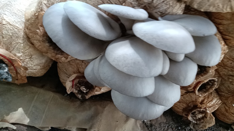 鲜平菇