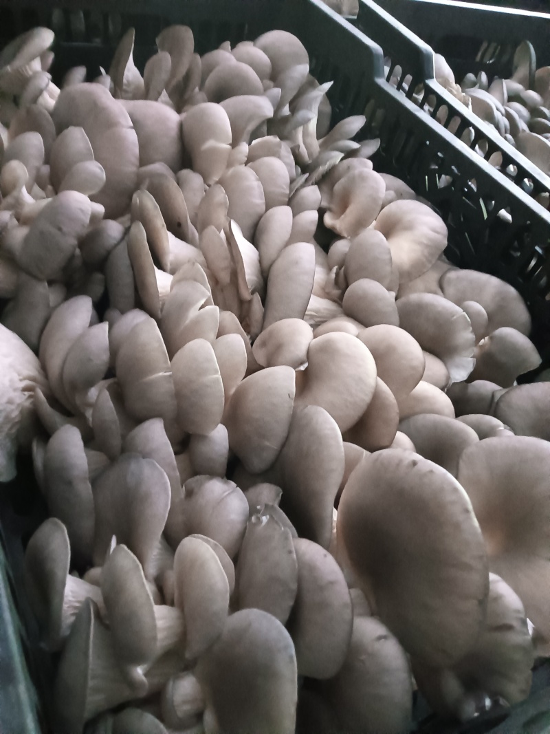 鲜平菇