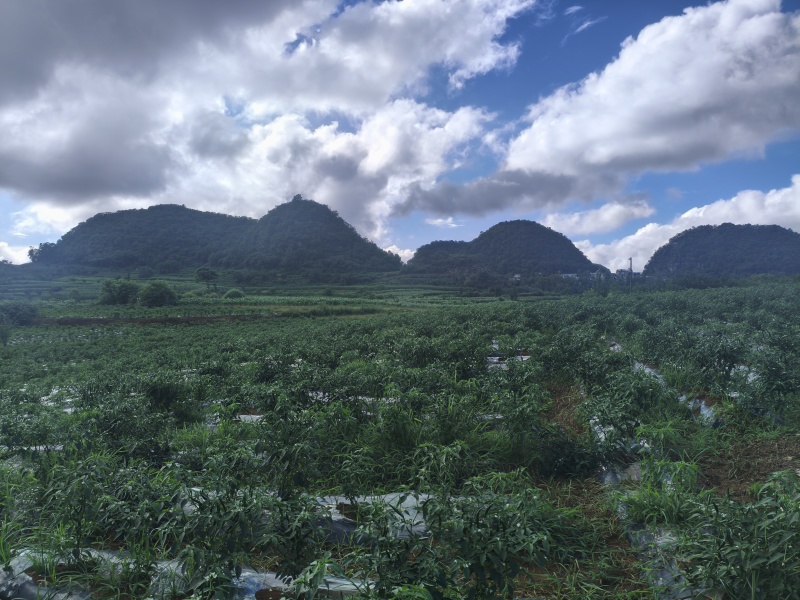 辣椒，青小米椒，红小米椒