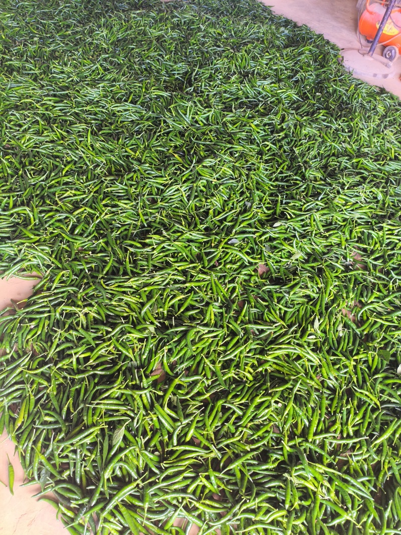 辣椒，青小米椒，红小米椒