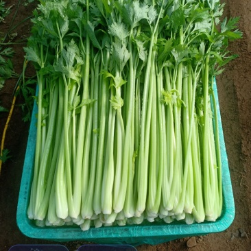 西芹