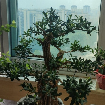 各品种小盆景