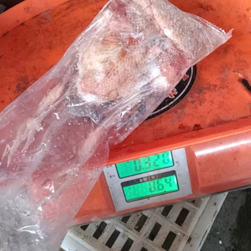 一级二级鸽子都有