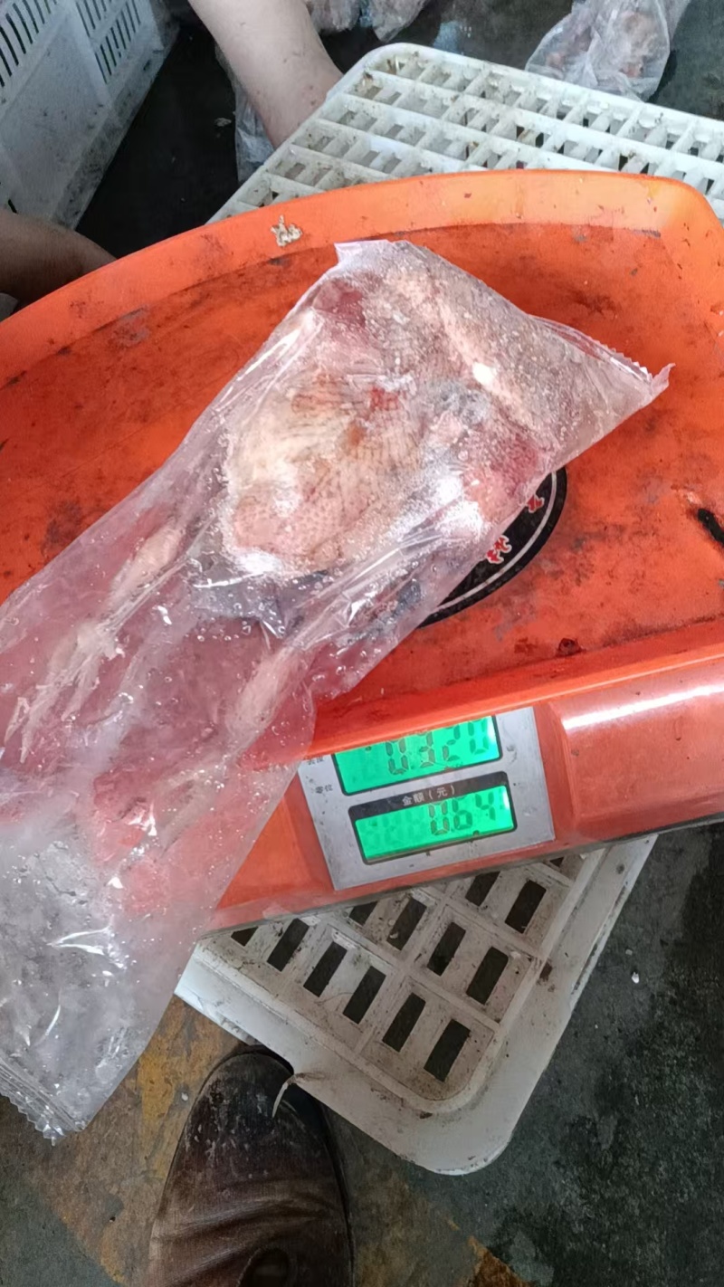 一级二级鸽子都有