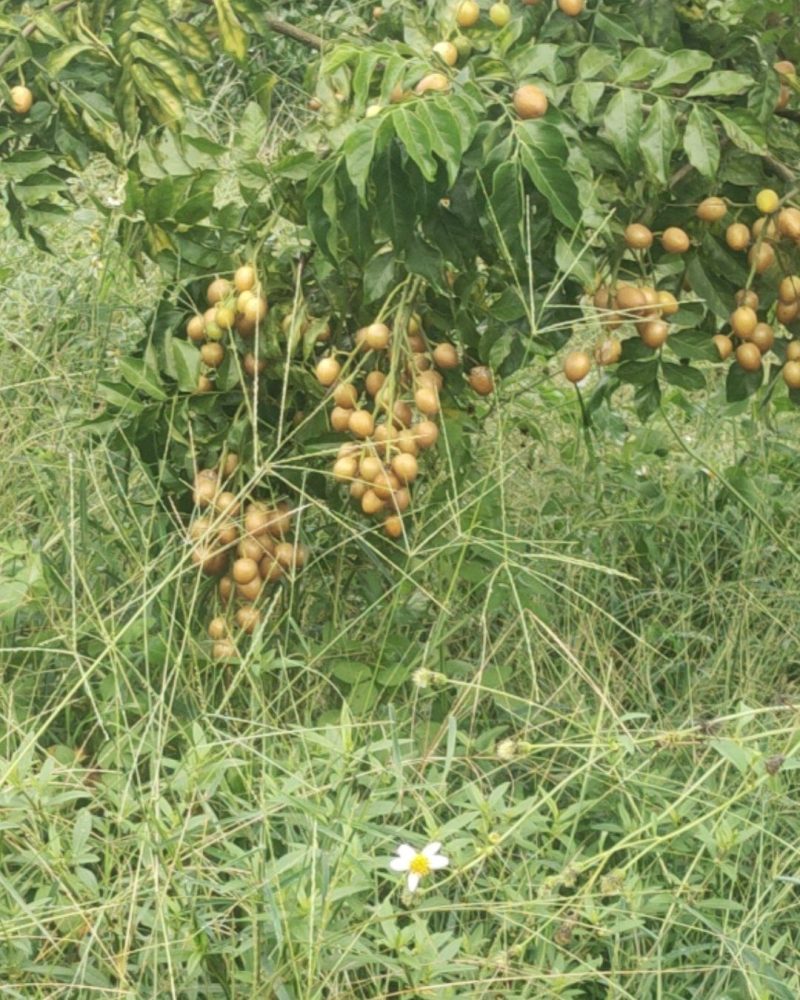 黑金刚黄皮果
