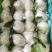 芭乐