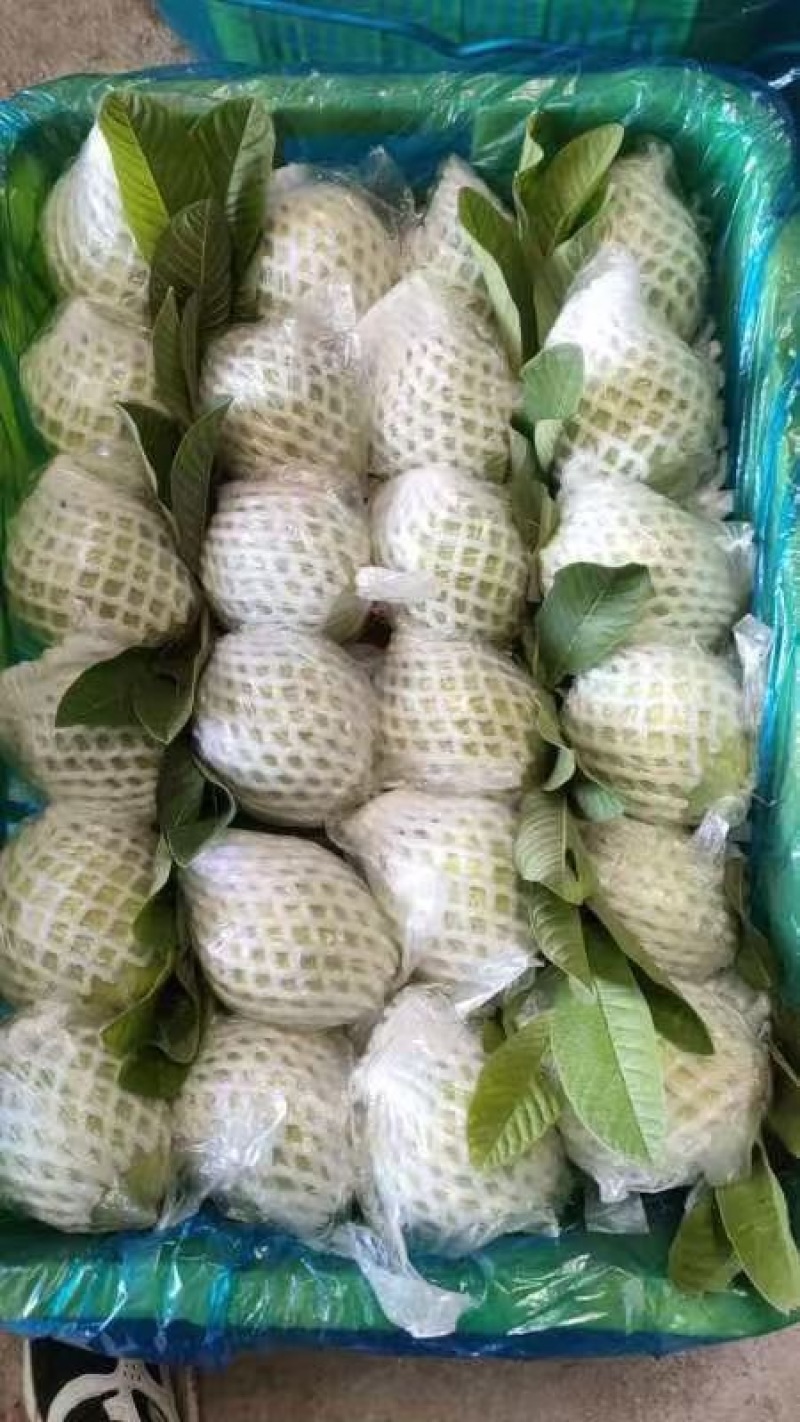 芭乐